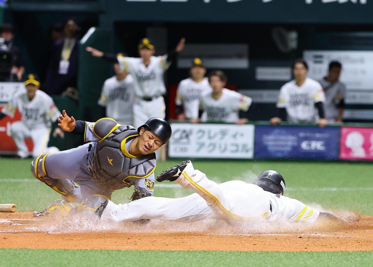ソフトバンク対阪神　7回裏ソフトバンク2死二塁、牧原大成の適時打で生還する野村勇。捕手は坂本誠志郎（撮影・上田博志）
