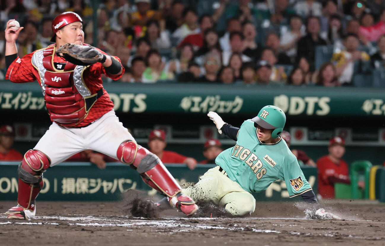 阪神対楽天　7回裏阪神2死二塁、植田海は中野拓夢の適時打で生還する（撮影・宮崎幸一）