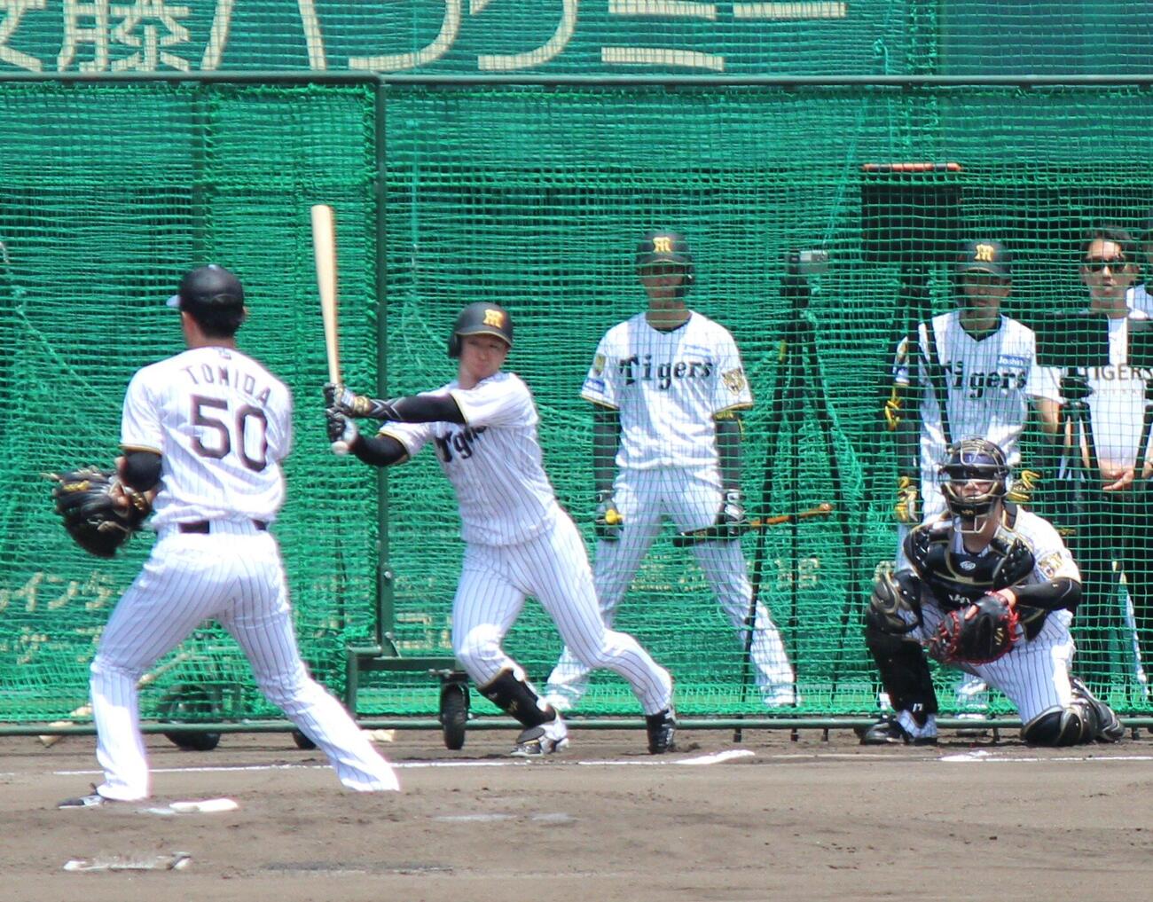 シート打撃をする阪神近本（撮影・柏原誠）