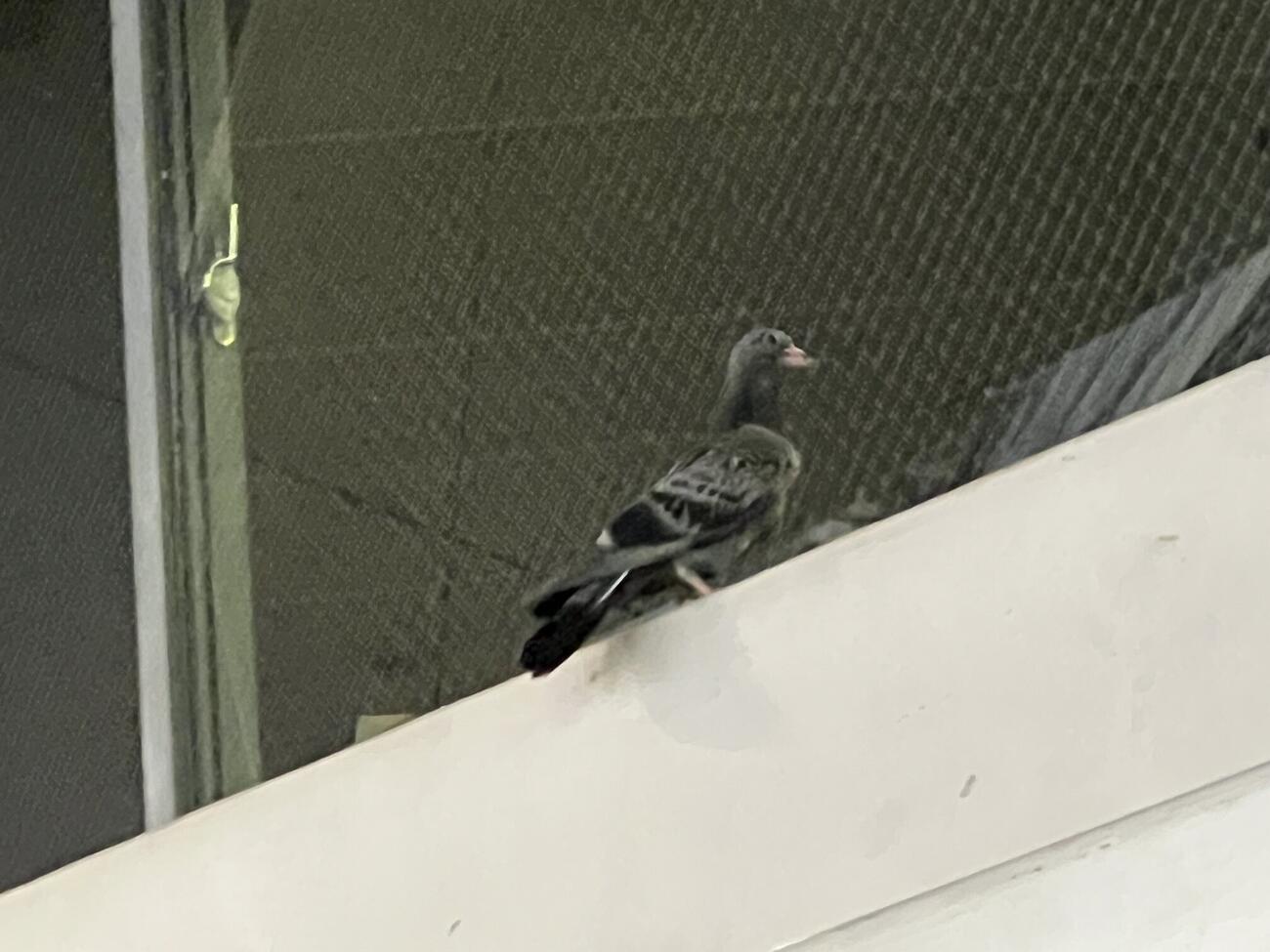 オリックス－西武が行われる京セラドーム大阪に舞い込んだ鳥
