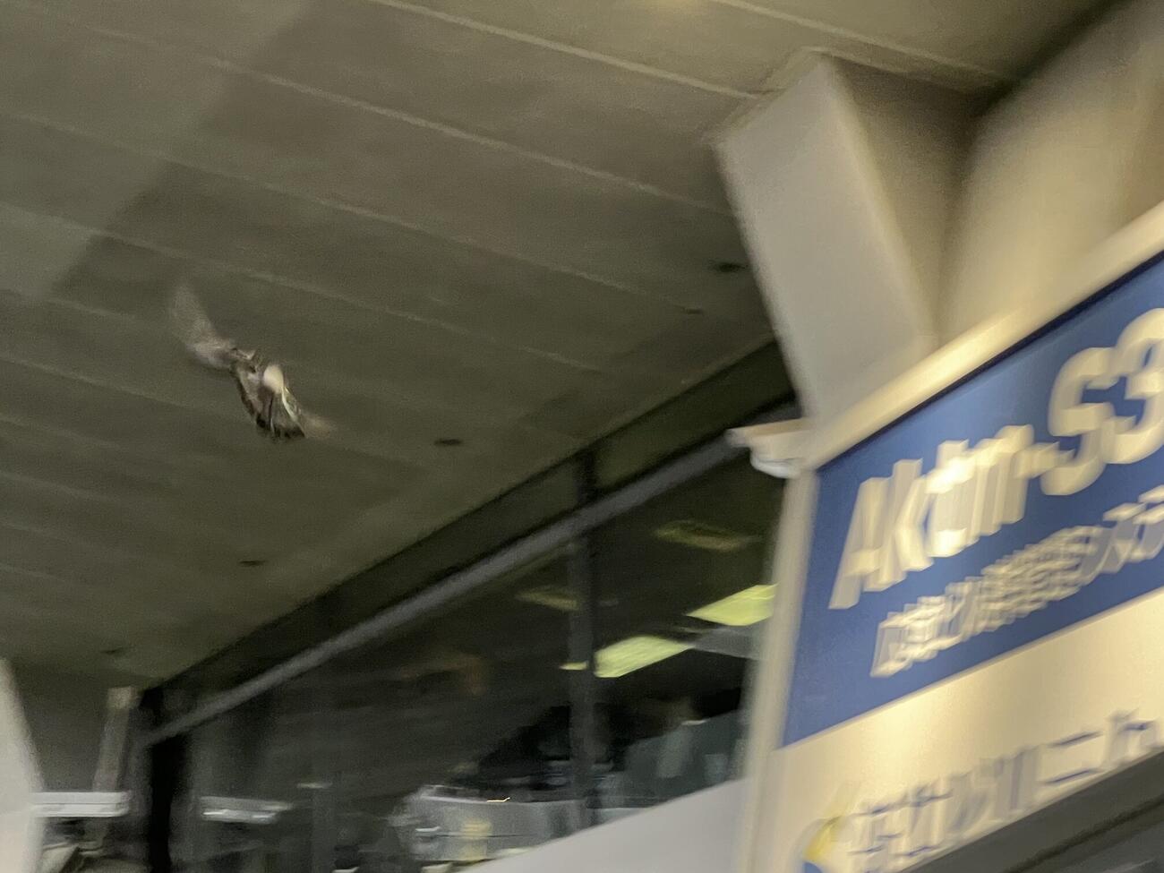 オリックス－西武が行われる京セラドーム大阪に舞う鳥