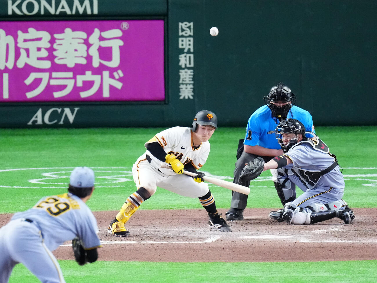 巨人対阪神　6回裏巨人無死一塁、送りバントを失敗する浦田俊輔（撮影・江口和貴）