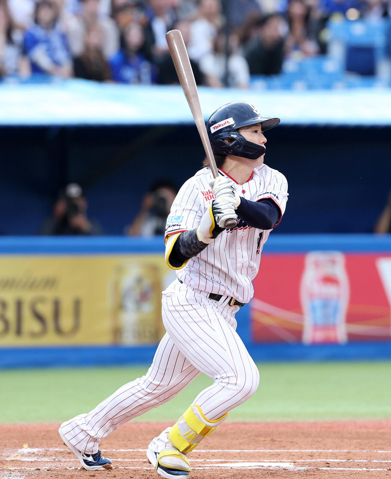 ヤクルト長岡秀樹（2026年撮影）