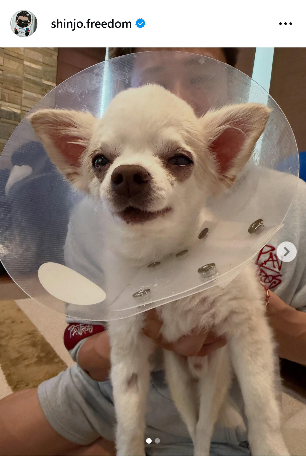 手術を受けた新庄監督の愛犬（日本ハム新庄剛志監督のインスタグラムから）