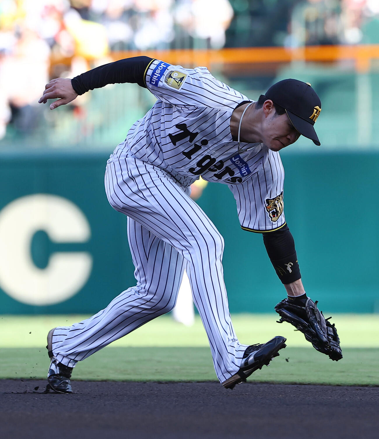 阪神対ヤクルト　1回表ヤクルト無死、中野拓夢は岩田幸宏の二ゴロを軽快にさばく（撮影・上田博志）