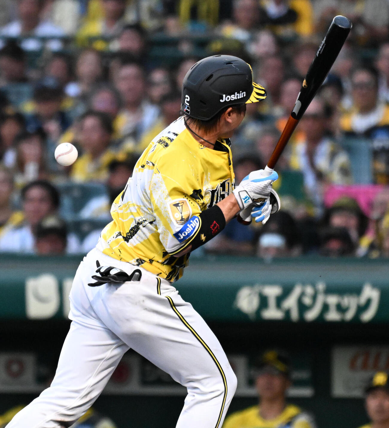 阪神対巨人　2回裏阪神1死一塁　阪神梅野隆太郎は死球を受ける（撮影・石井愛子）