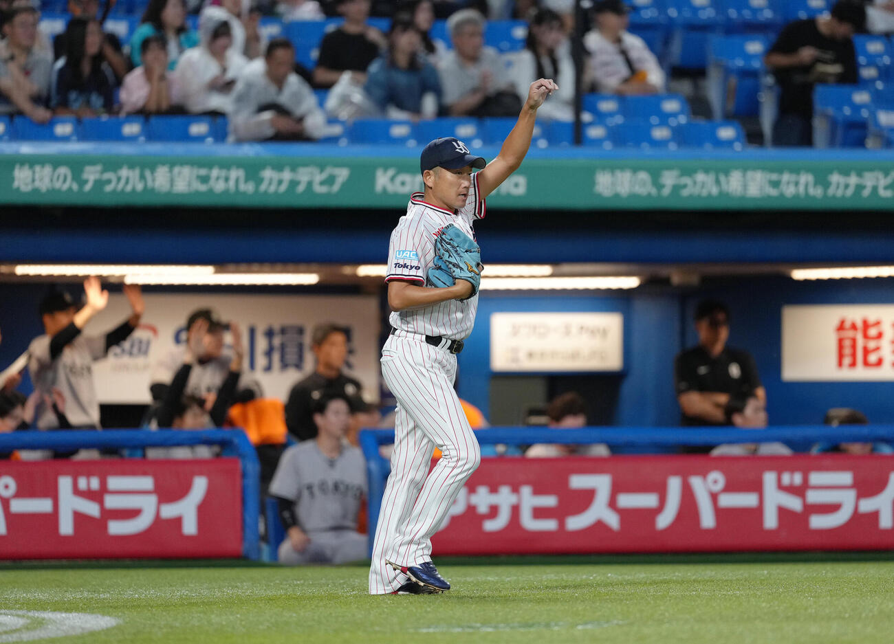 ヤクルト対巨人　1回、左腕を気にするヤクルト石川雅規（撮影・足立雅史）