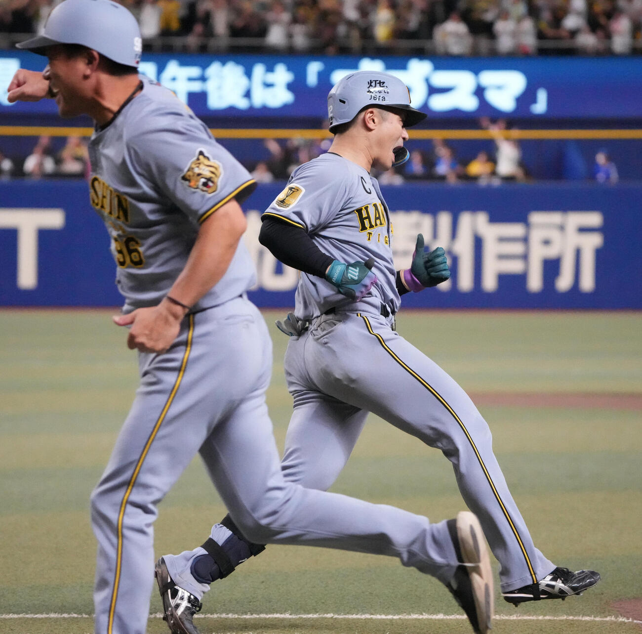 中日対阪神　8回表阪神1死一塁、坂本誠志郎（右）は2点本塁打を放ちほえる（撮影・森本幸一）