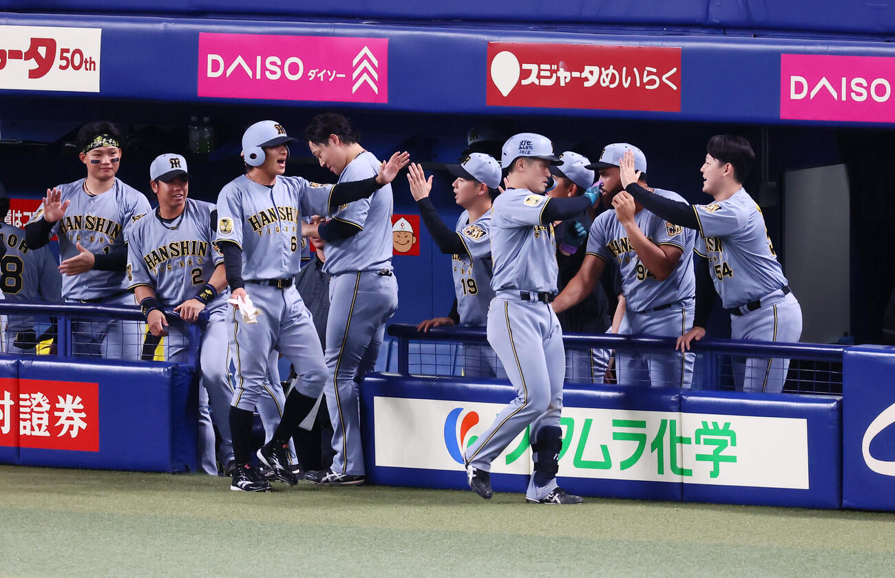 中日対阪神　8回表阪神1死一塁、坂本誠志郎は左越え逆転2点本塁打を放ちベンチのナインとタッチする（撮影・加藤哉）