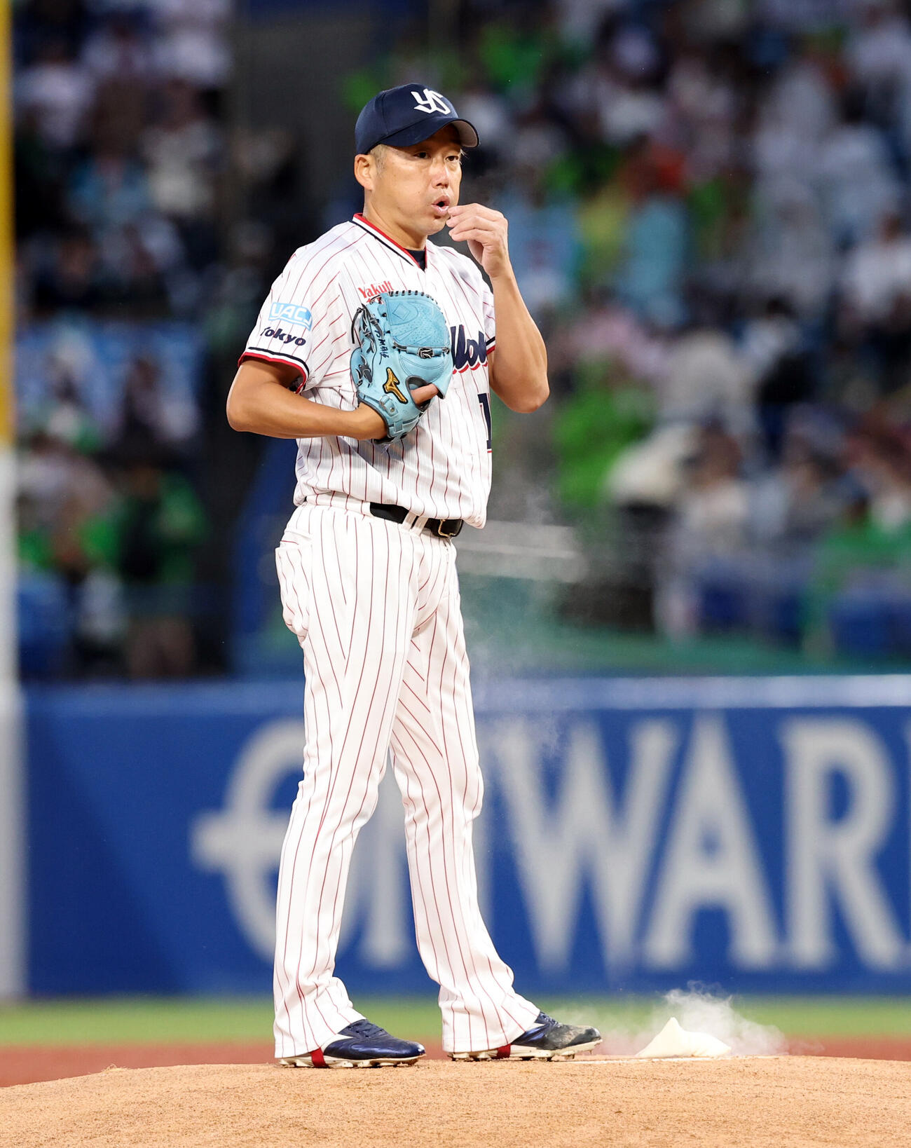 ヤクルト対巨人　1回表巨人の攻撃前、ロージンバッグの粉を吹く石川雅規（撮影・浅見桂子）