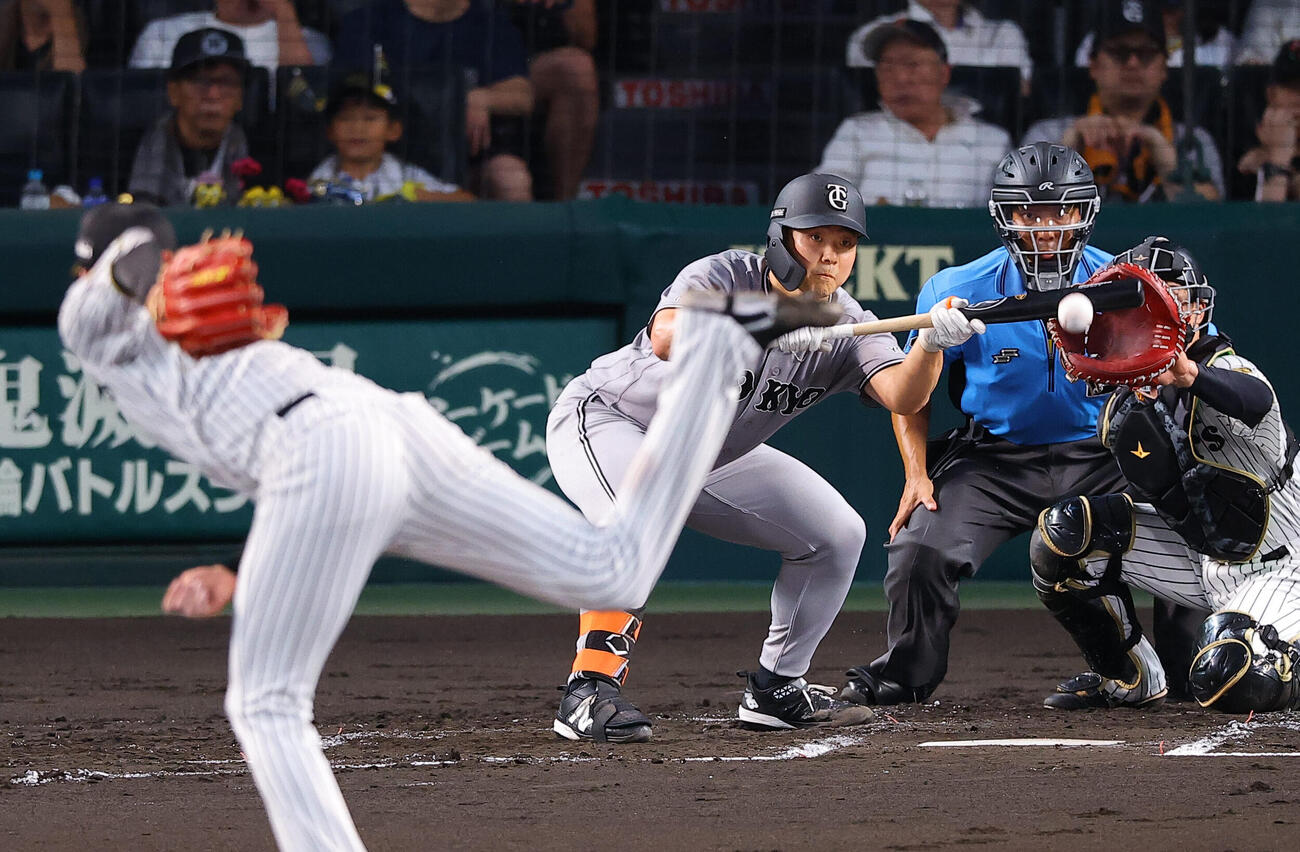 阪神対巨人　3回表巨人無死一塁、犠打を決める小笠原慎之介（撮影・上田博志）