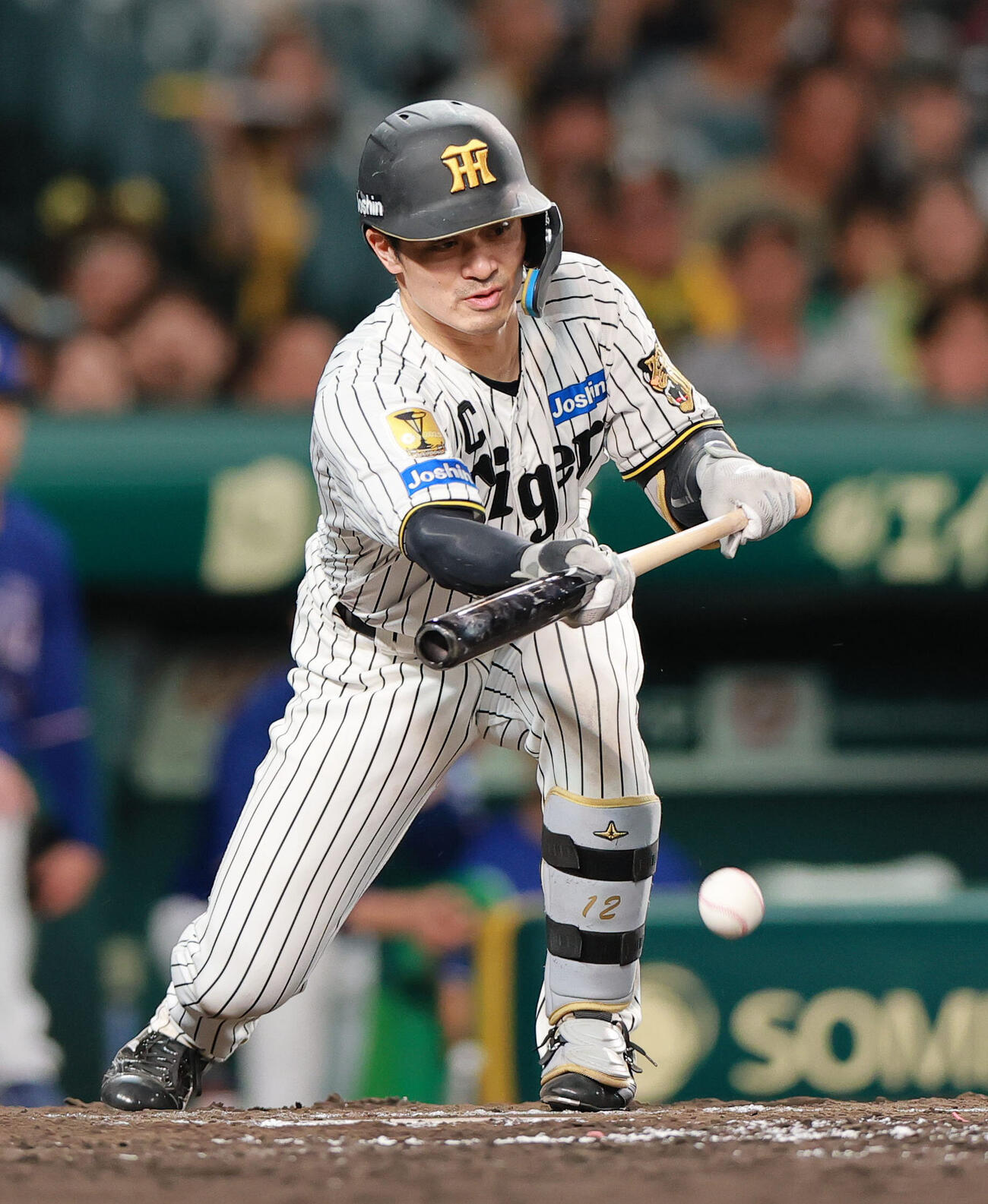 阪神対中日　5回裏阪神無死一塁、送りバントを決める坂本誠志郎（撮影・上山淳一）