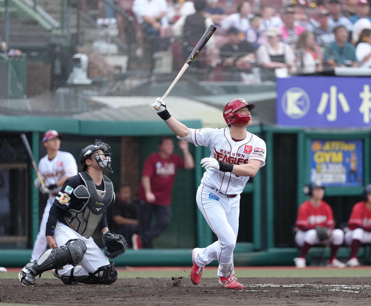 楽天対ソフトバンク　4回裏楽天無死二塁、辰己涼介は2点本塁打を放つ（撮影・足立雅史）