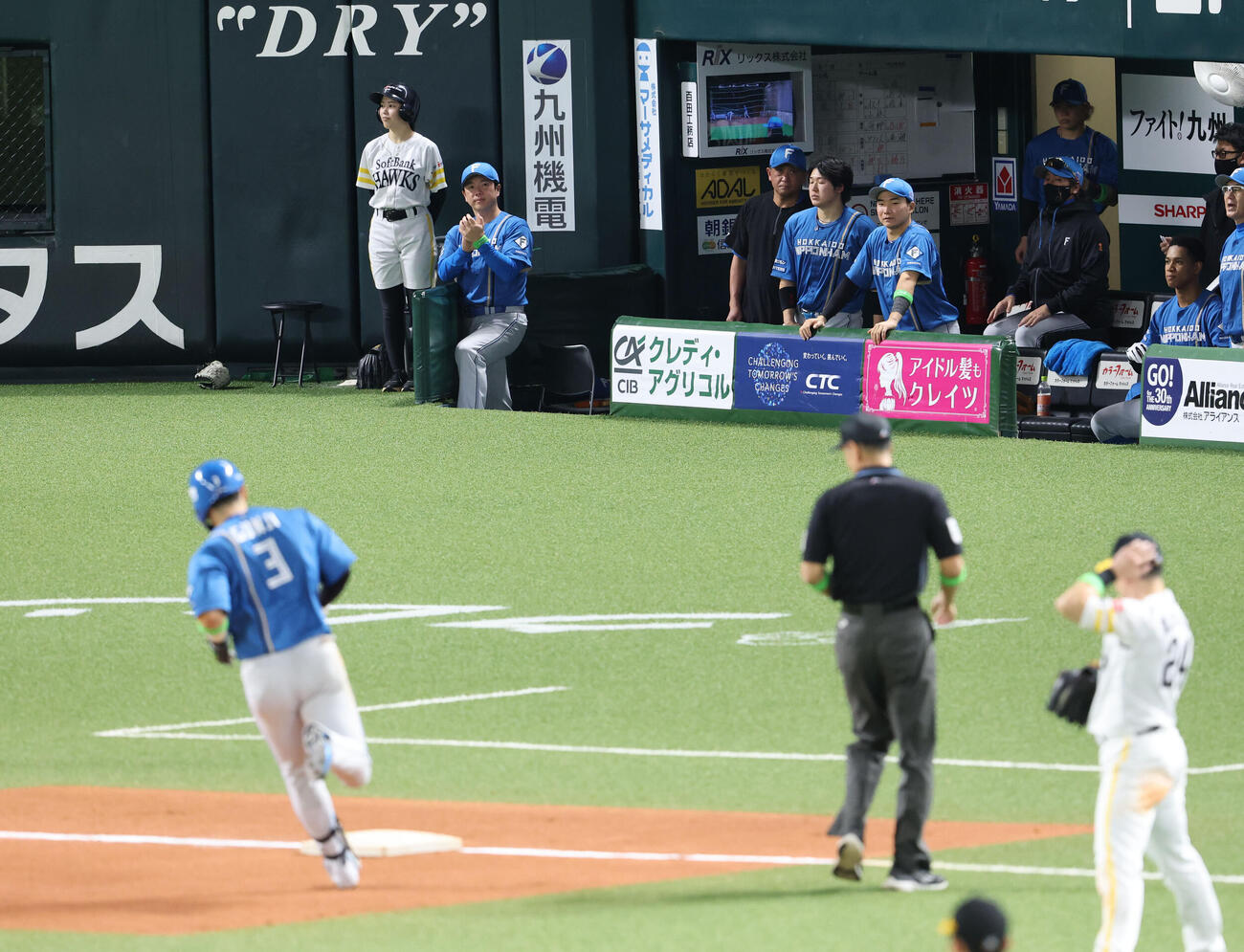 ソフトバンク対日本ハム　7回表日本ハム1死、郡司裕也は左越え本塁打を放つ、ベンチから見つめる新庄剛志監督（撮影・梅根麻紀）