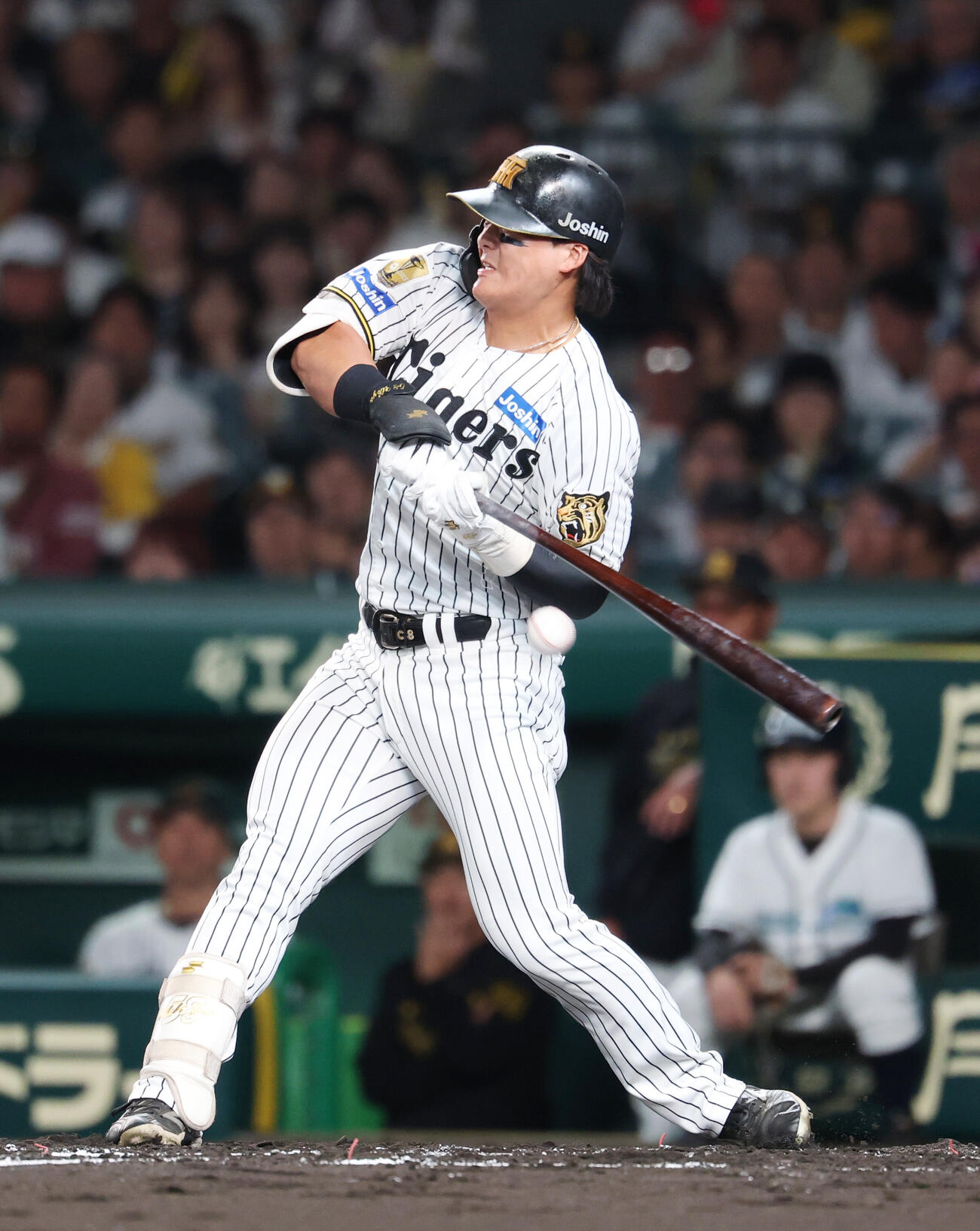 阪神対DeNA 2回裏阪神無死、死球を受ける前川右京（撮影・増田悦実）