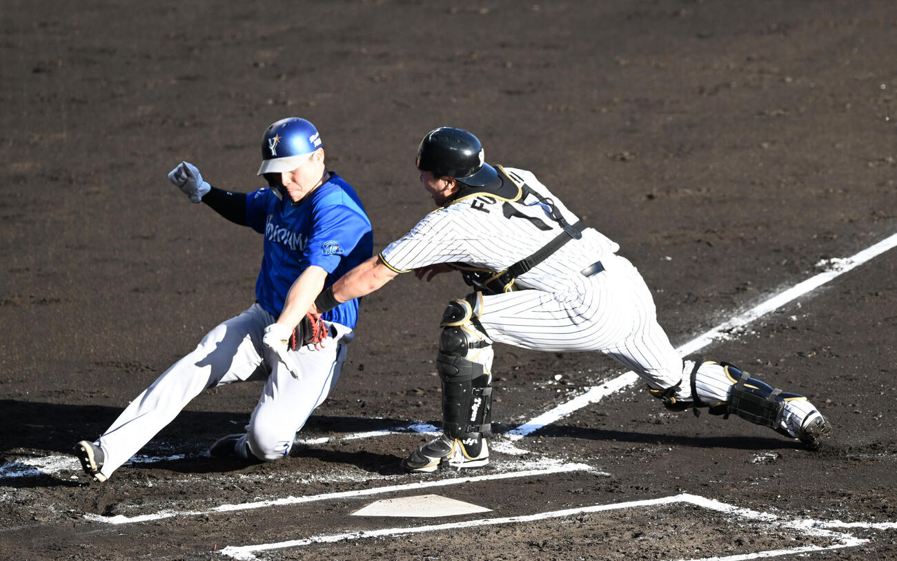 阪神対DeNA 6回表DeNA1死二、三塁、古市の三ゴロで本塁送狙った佐野恵太はタッチアウト、捕手伏見寅威（撮影・和賀正仁）
