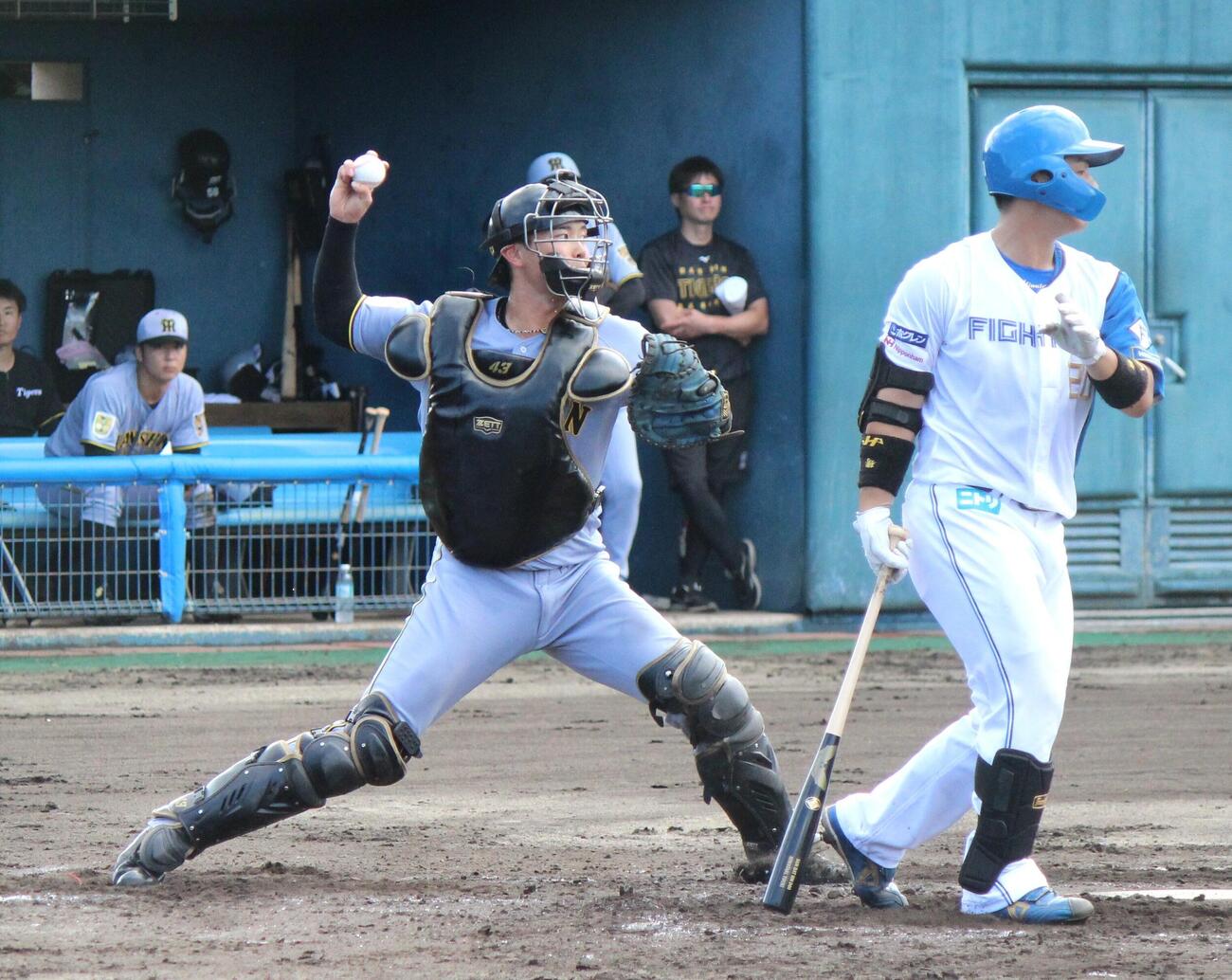 フェニックスリーグ日本ハム戦で二盗阻止を試みる阪神町田（2026年10月撮影）