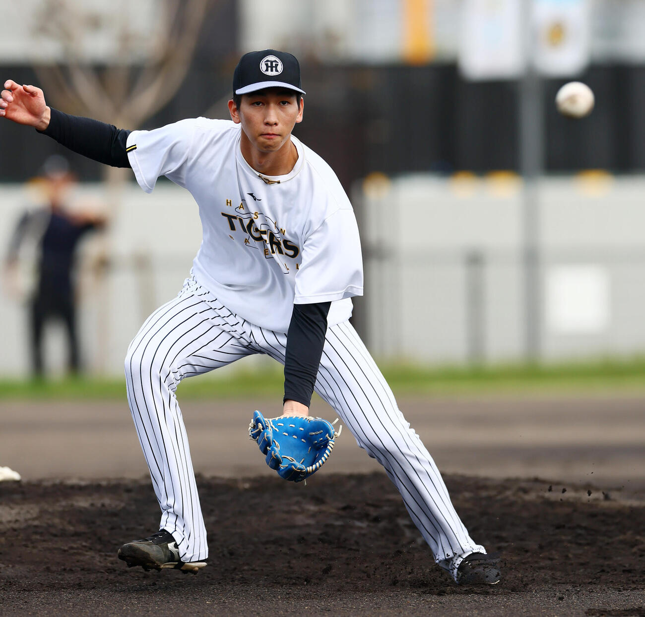 練習でゴロを捕球する阪神今朝丸裕喜（撮影・加藤哉）