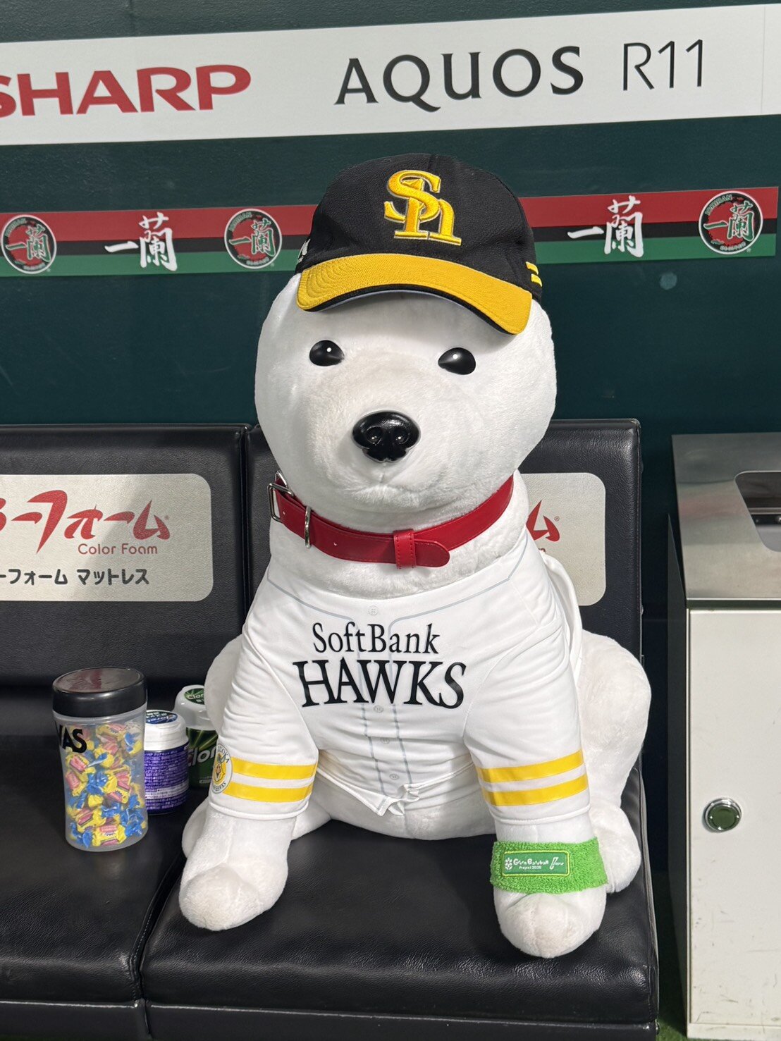 日本シリーズ第3戦、第4戦でベンチ入りしたお父さん犬のぬいぐるみ