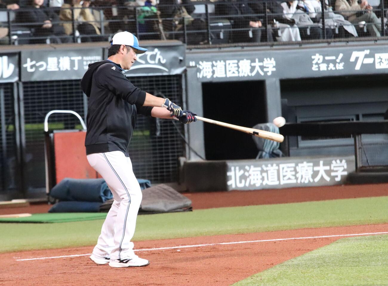 左打ちででノックする日本ハム西岡野手総合コーチ=エスコンフィールド、永野高輔撮影