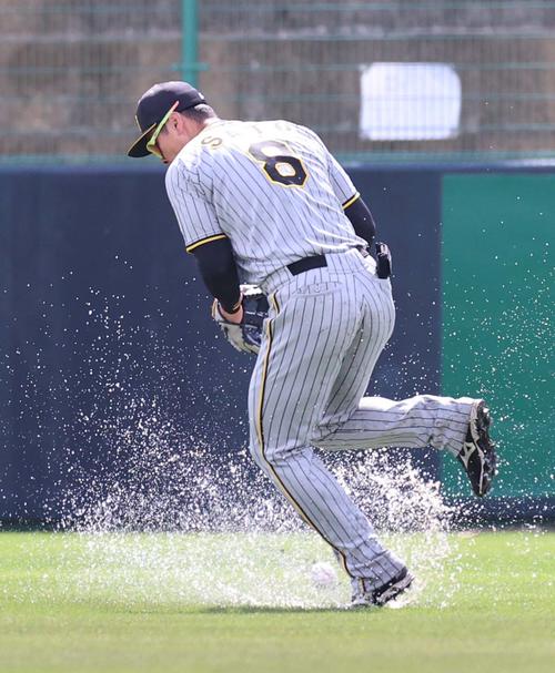 前日の広島との練習試合が雨天中止となり行われた紅白戦で、阪神右翼手佐藤輝明は糸原健斗の打球にオットットッ…　でも外野の芝は見た目では分からないくらい、こんなに水を含んでいるんですね ！ （撮影・上田博志）
