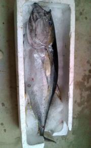 歓迎セレモニーでシーサーの舞いを見るヤクルト高田監督（撮影・松本俊）