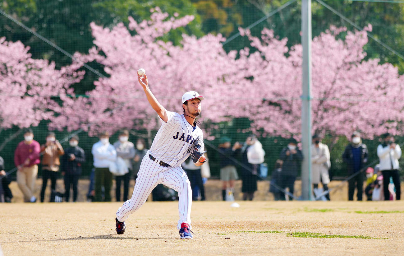 河津桜を背に投げ込むダルビッシュ（撮影・垰建太）