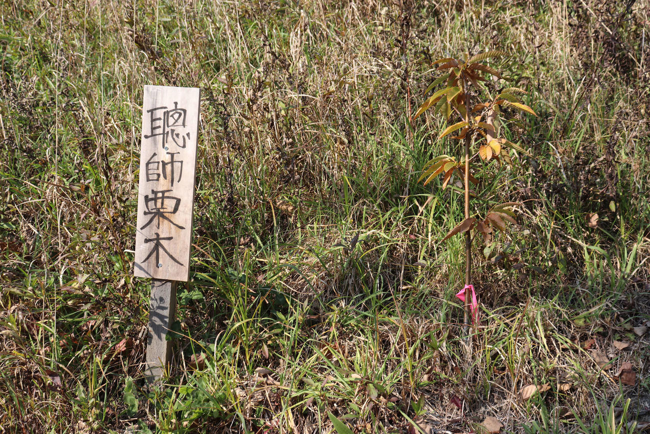 北海道・栗山町の栗の樹ファーム入り口脇に植えられた、倉本聰氏寄贈の栗の木（撮影・古川真弥）