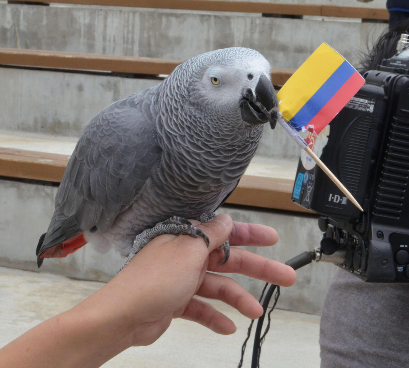 すご腕占いインコ、那須どうぶつ王国のヨウムのオリビア（2018年撮影）