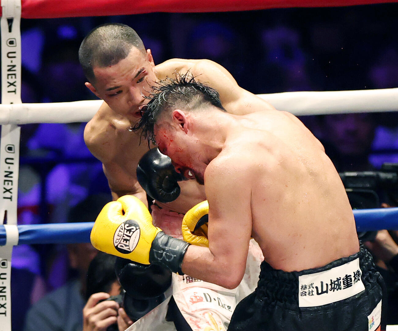 WBA世界バンタム級王座決定戦　11回、比嘉大吾（手前）にパンチを見舞う増田陸（撮影・宮地輝）