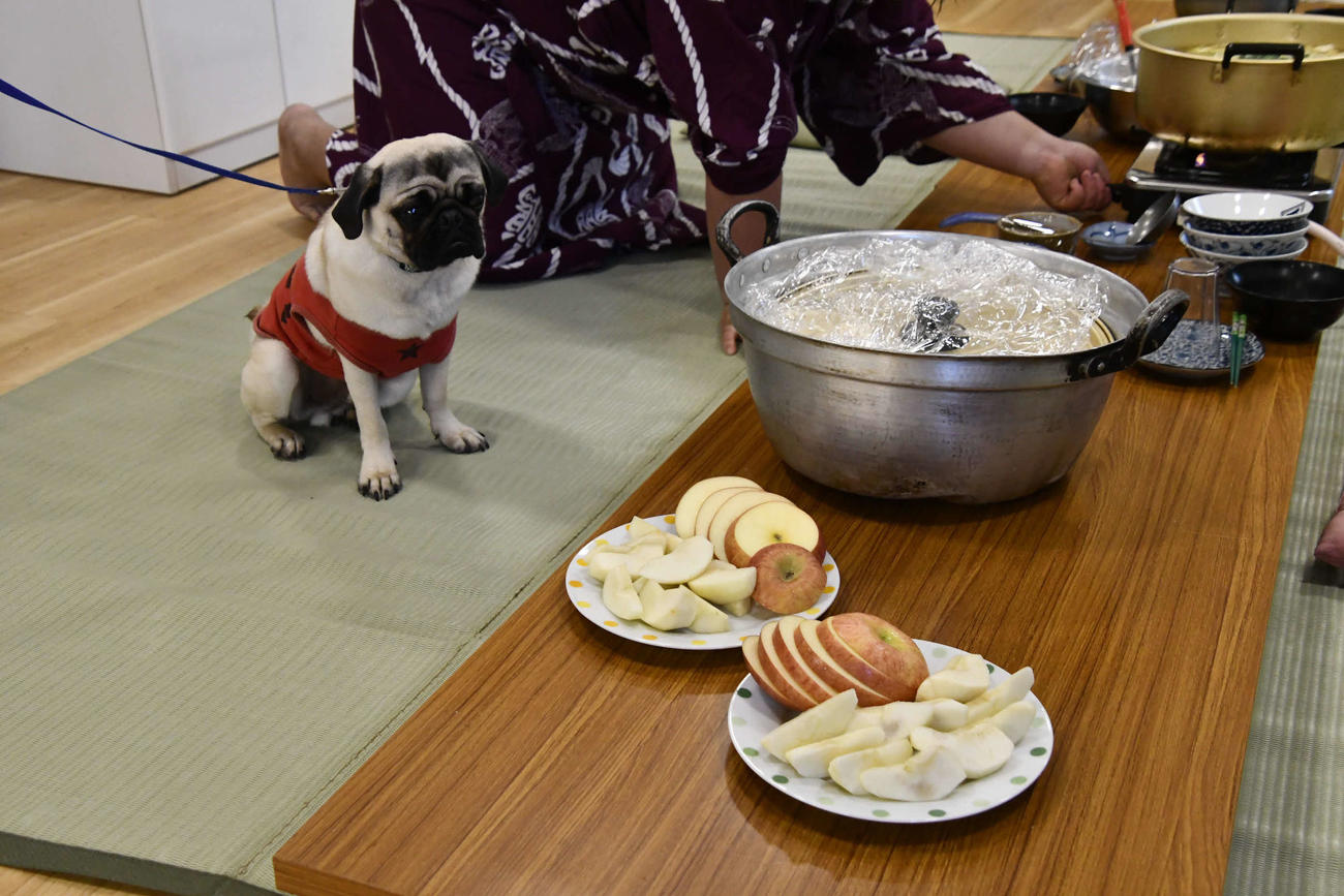 食卓に並んだ果物を見つめる押尾川部屋の“広報部員”のブッチ(撮影・平山連)