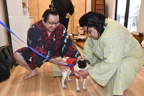 押尾川部屋のブッチ（中央）とたわむれる飛燕力（左）と風賢央(撮影・平山連)