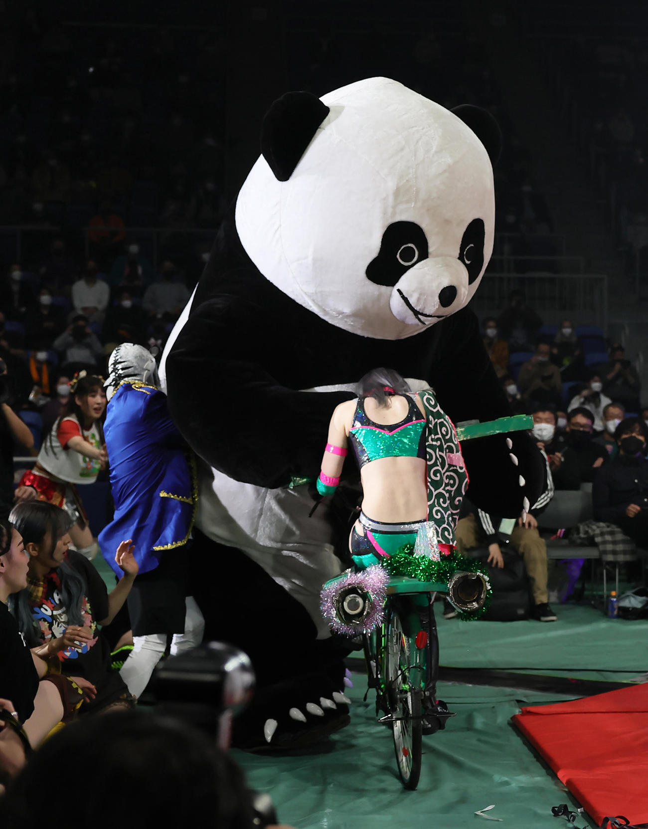 自転車で攻撃を受けるアンドレザ・ジャイアントパンダ（撮影・足立雅史）