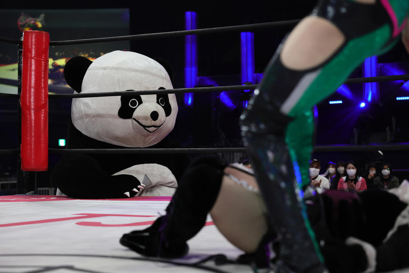 試合を見つめるアンドレザ・ジャイアントパンダ（撮影・足立雅史）