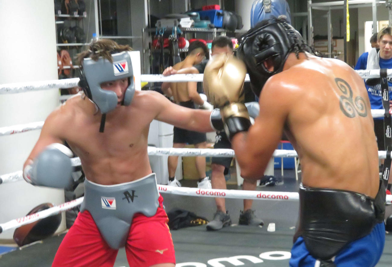 メキシコ人パートナーのエリック・ロブレス（右）とのスパーリングで本格的な実戦トレを開始した井上尚