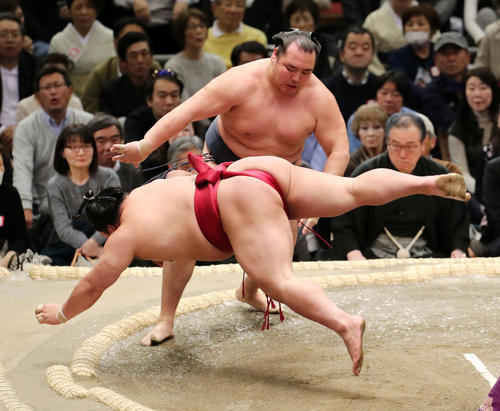 大栄翔（手前）をはたき込みで破る鶴竜（撮影・鈴木正人）