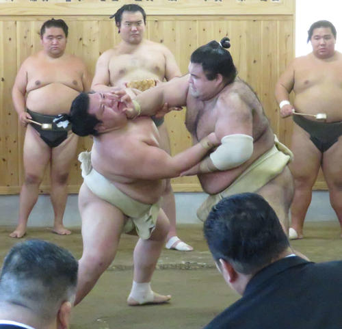二所ノ関一門の連合稽古で阿武咲（左）を押し込む高安
