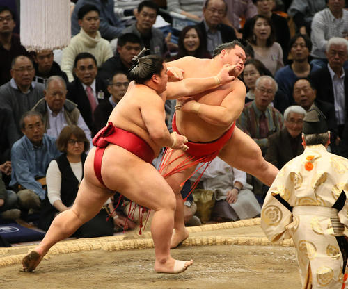 阿武咲（右）を突き出しで破る大栄翔（撮影・栗木一考）