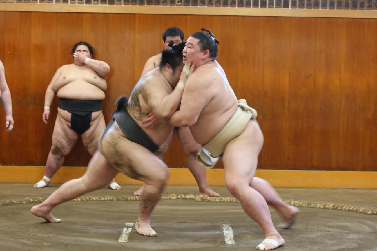 幕下以下の若い衆と申し合い稽古をする大関正代（右）