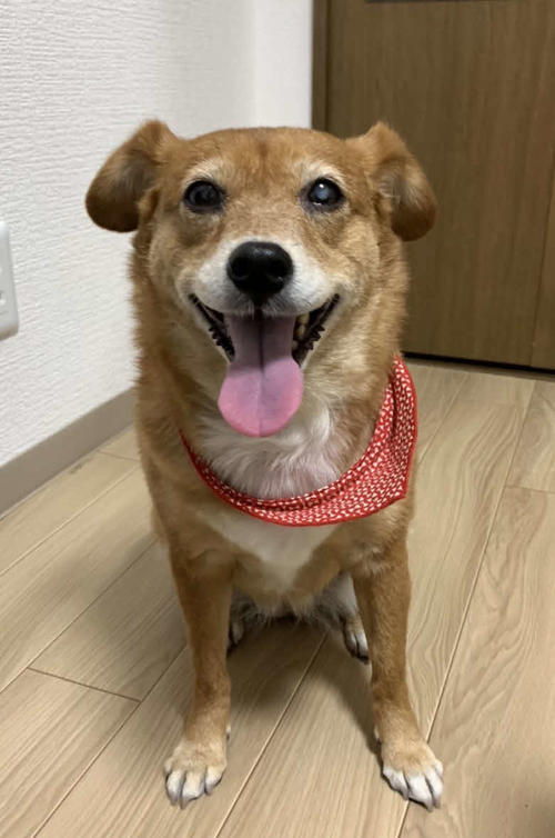 志村けんさんが愛した元捨て犬「ちび」 昨年白内障患うも今も元気に 