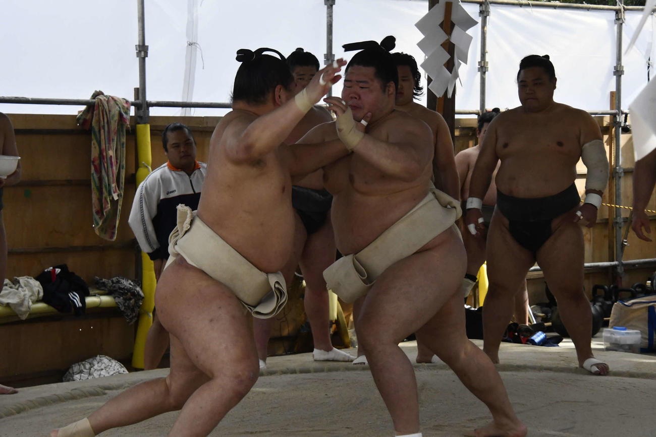 豊昇龍と相撲を取る明生（撮影・平山連）