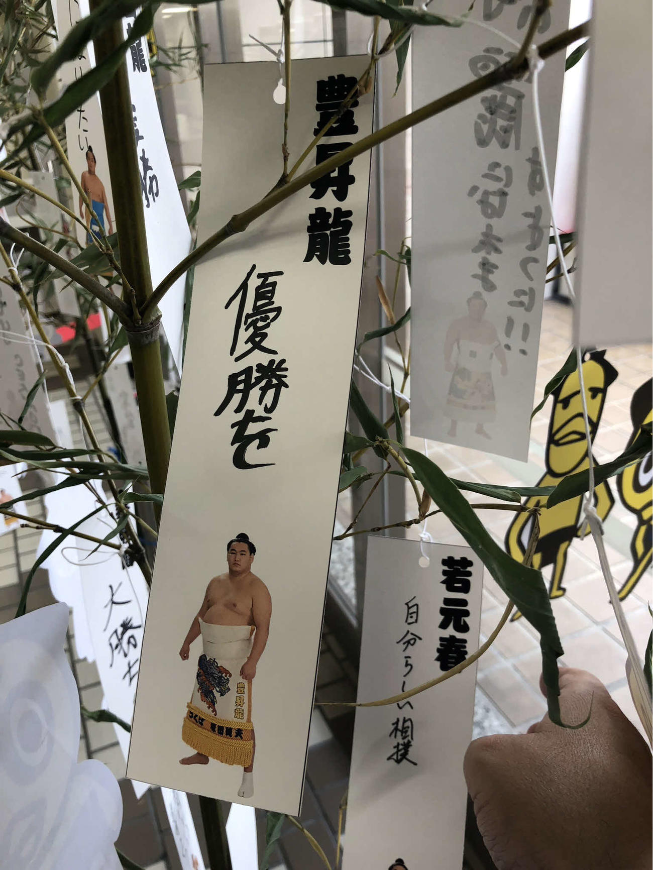 豊昇龍は短冊に「優勝を」と願い事を書いた（撮影・平山連）