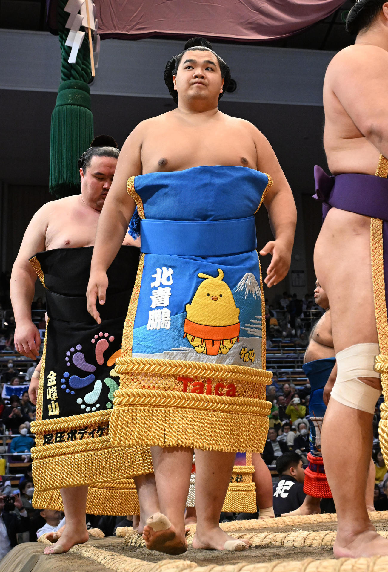 北青鵬（2023年11月14日撮影）