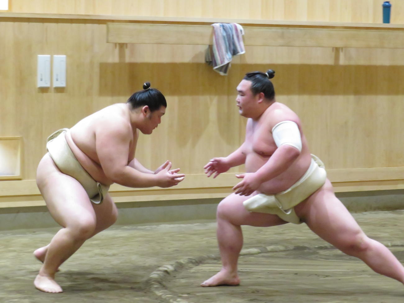 白熊（右）に胸を借りてぶつかり稽古を行った大の里