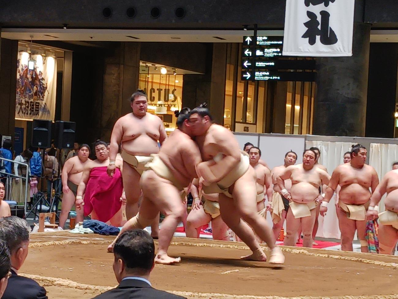 三番稽古で激しくぶつかり合う大の里と琴桜（撮影・実藤健一）
