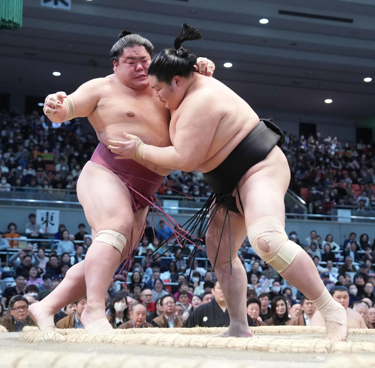 大栄翔（左）を寄り切りで破る琴桜（撮影・小沢裕）