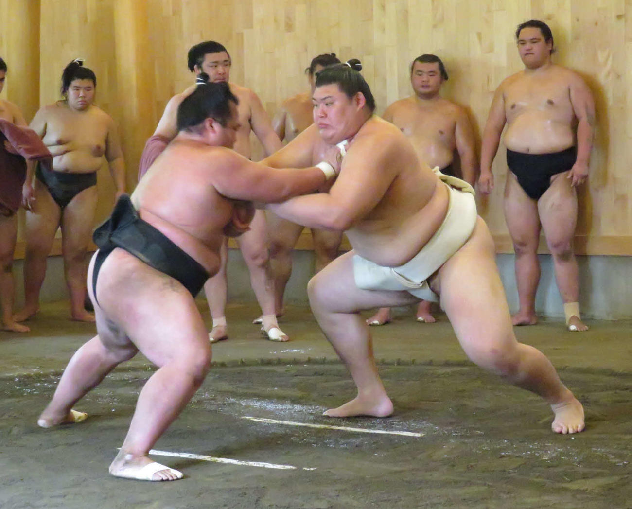 相撲を取る稽古を再開した大の里（手前右）は、幕下花の海（同左）を相手に立ち合いから力強く押し込む場面が目立った
