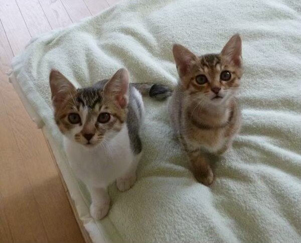 桐山親方（元関脇宝富士）の愛猫うなぎ（左）とあなご（桐山親方提供写真）