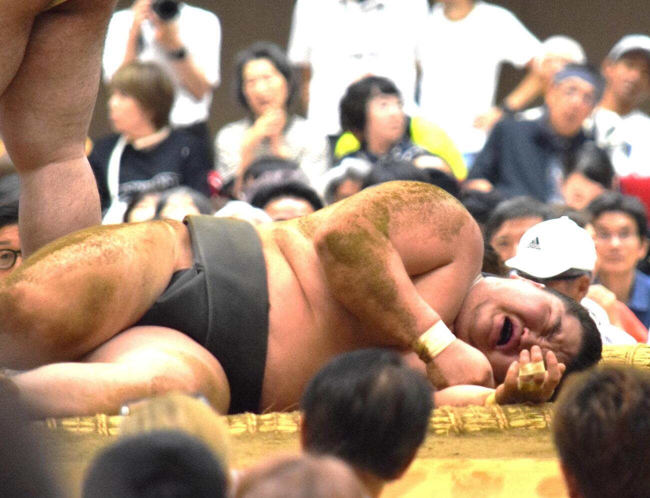 関取衆とぶつかり稽古する旭富士（撮影・山田遼太郎）