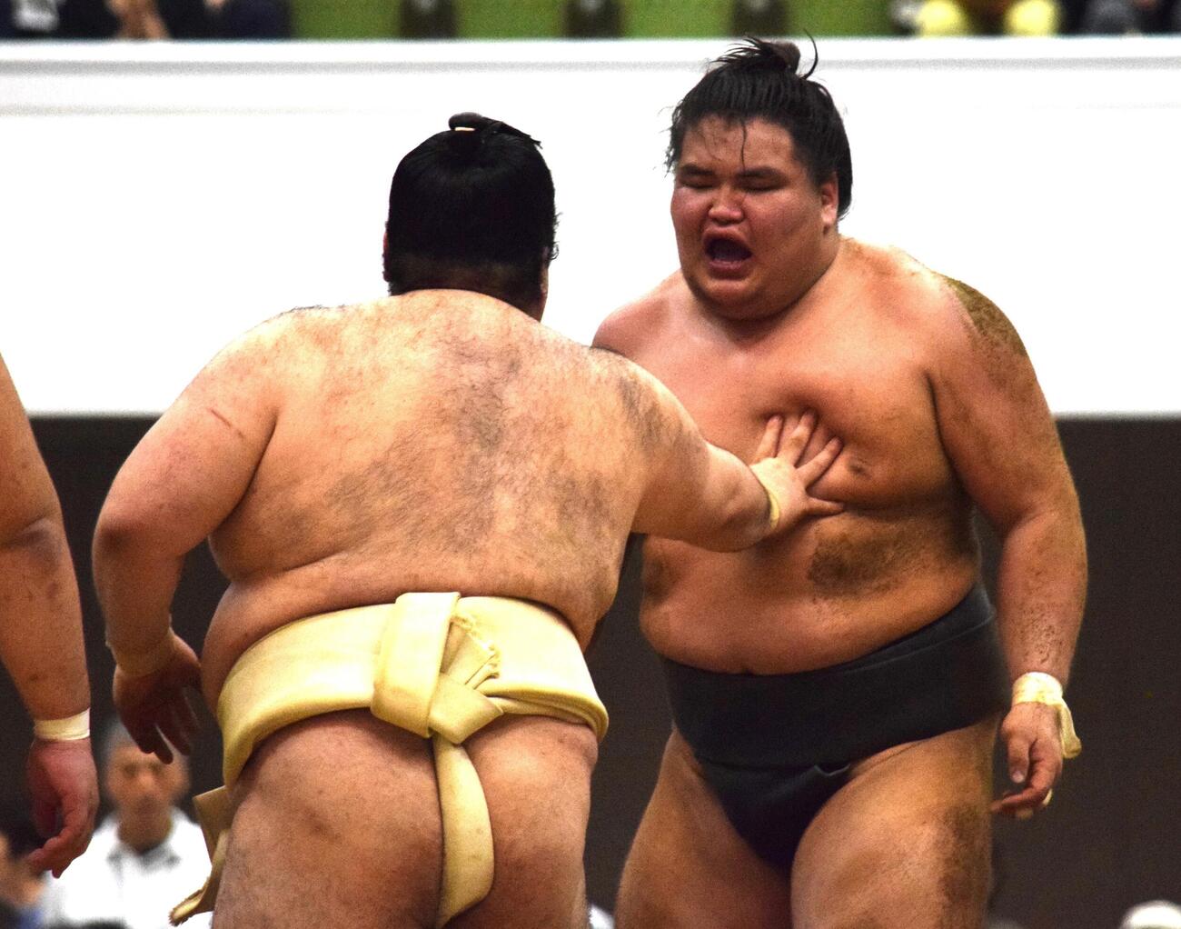 関取衆とぶつかり稽古する旭富士（撮影・山田遼太郎）